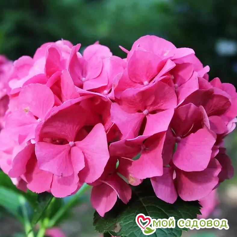 Гортензия крупнолистная Сибилла / Мася ЗКС