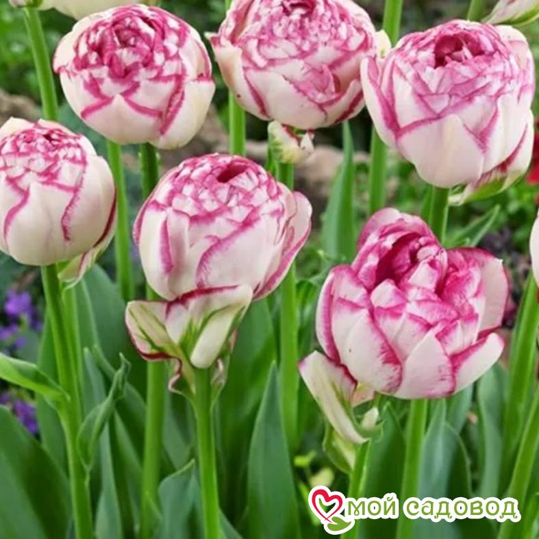 Тюльпан махровый Дабл Тач