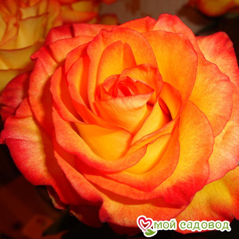 Роза Циркус