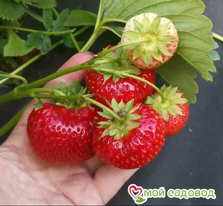 Клубника Румба (ранняя ягода)