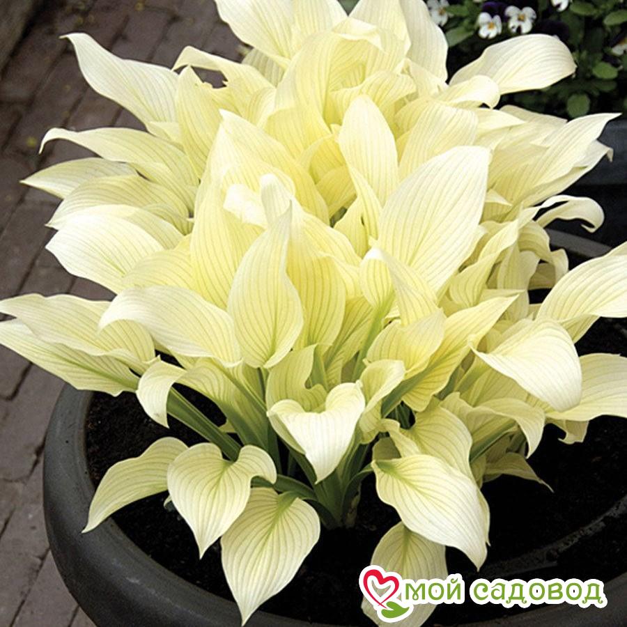 Хоста Белое Перо