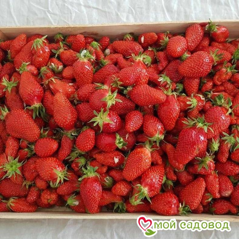 Клубника (крупноплодная) Гаригуэтта