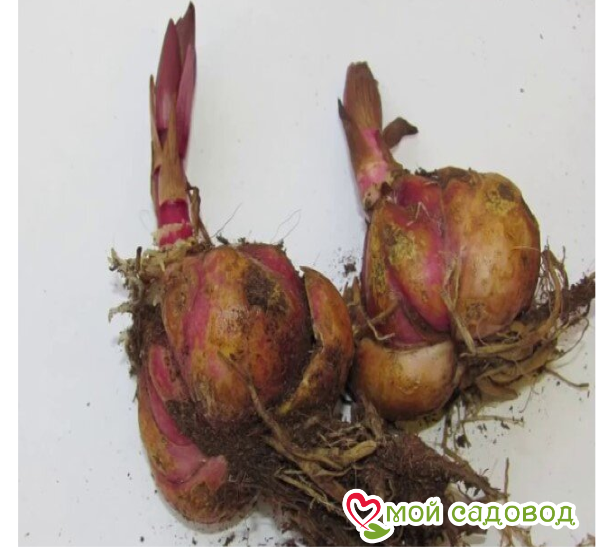 Лилия Грин Бьюти