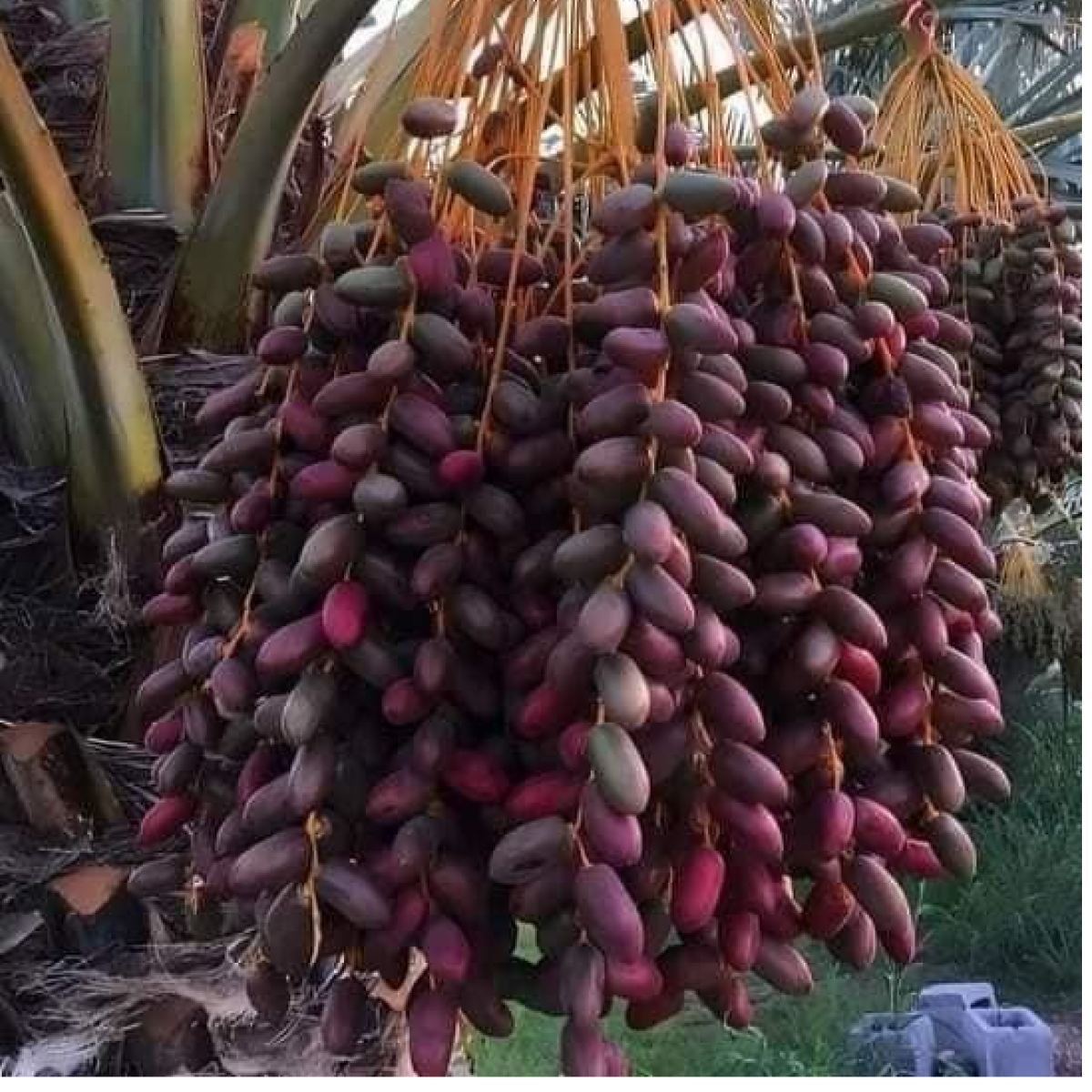 Новинки Винограда 2026!